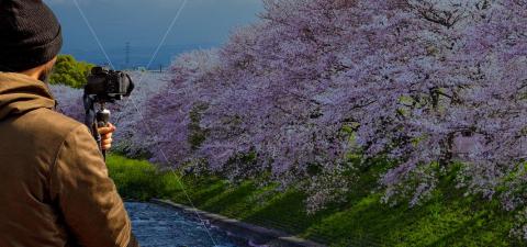 best places to see cherry blossoms